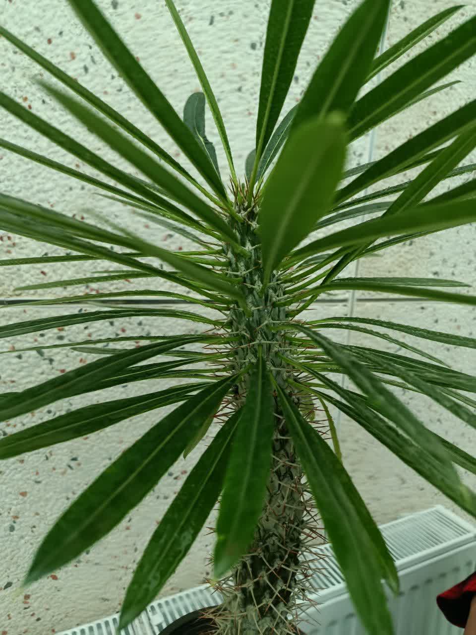 غرفه
